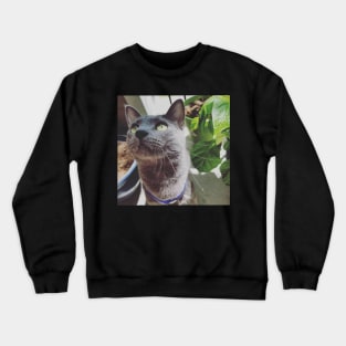 Mace the Cat Enjoying the Sun Crewneck Sweatshirt